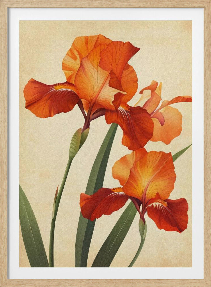 Poster Leinwand Sng Iris 37 | Poster