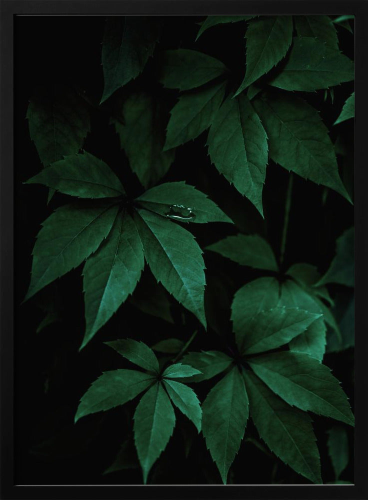 Dark Leaves 7 | Poster