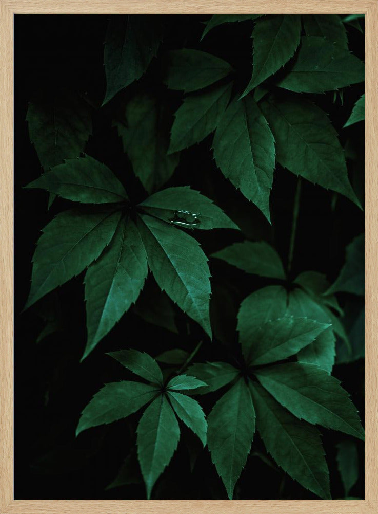 Dark Leaves 7 | Poster