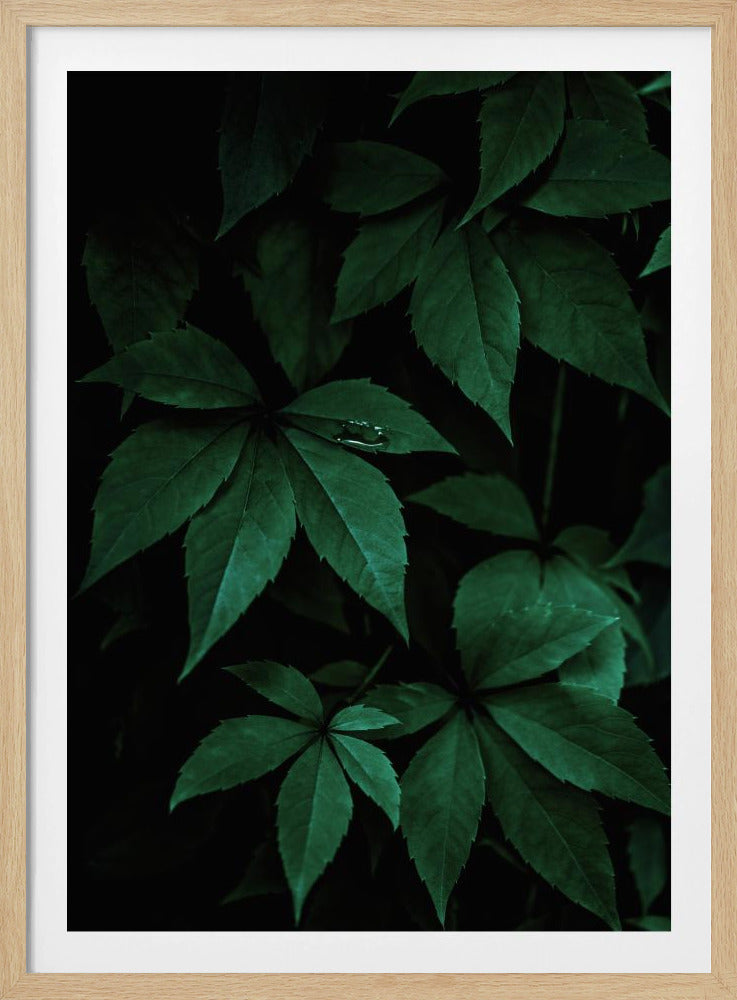 Dark Leaves 7 | Poster
