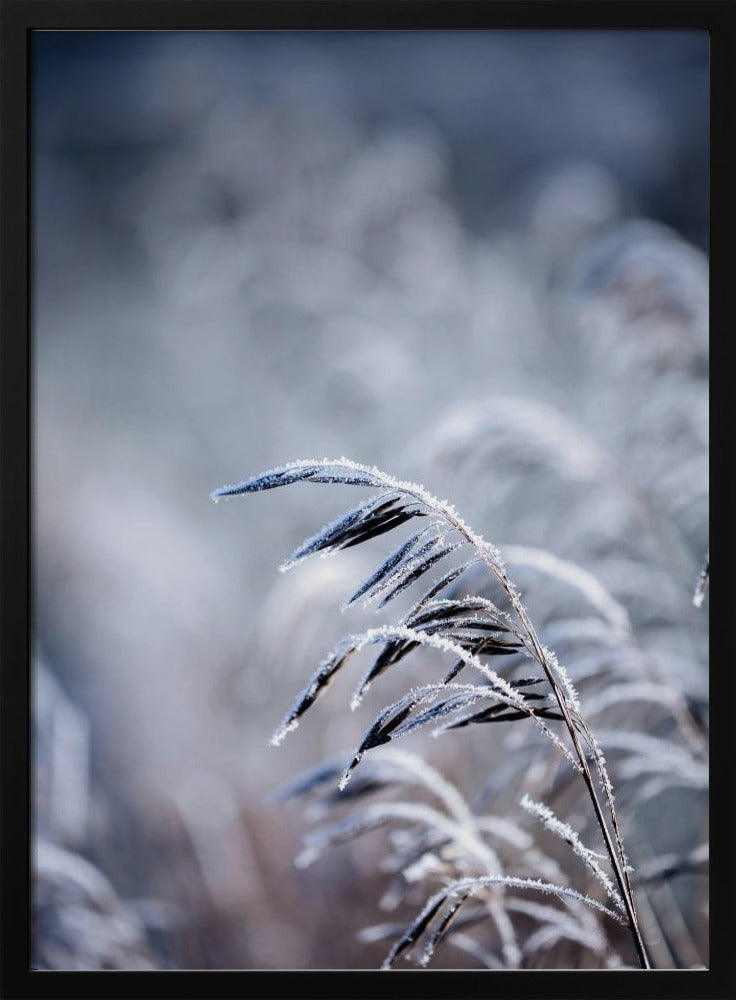 Frostiger Morgen 5 | Poster