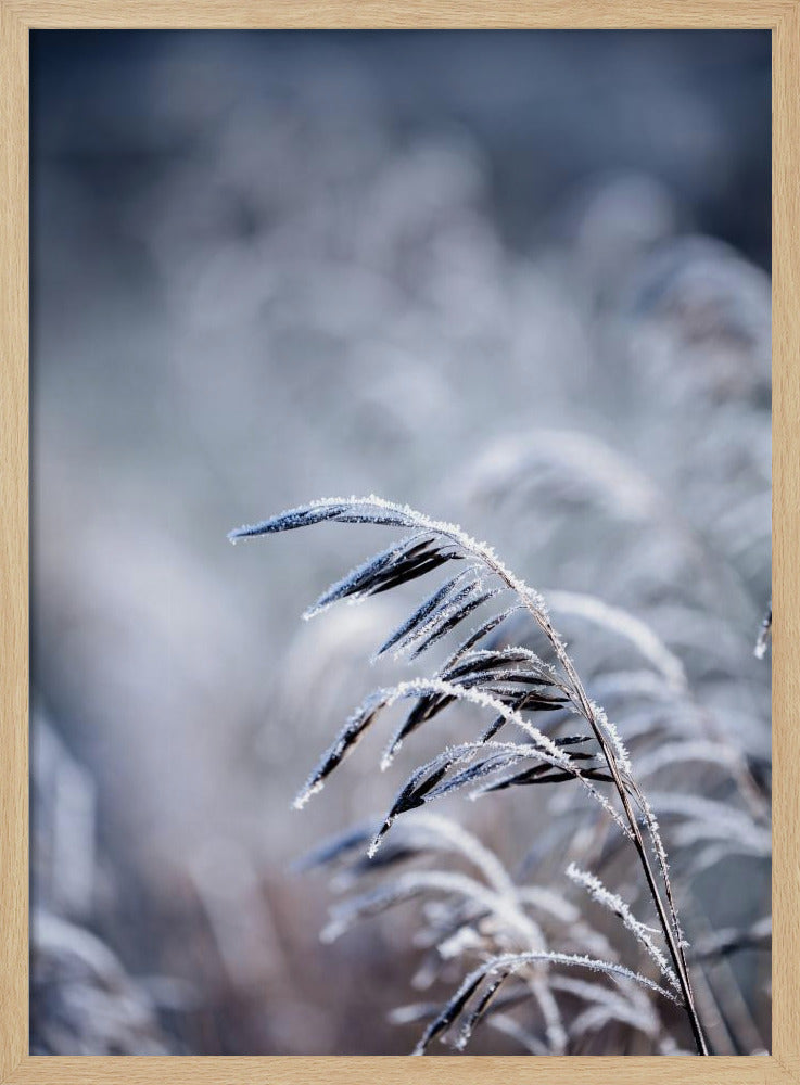 Frostiger Morgen 5 | Poster