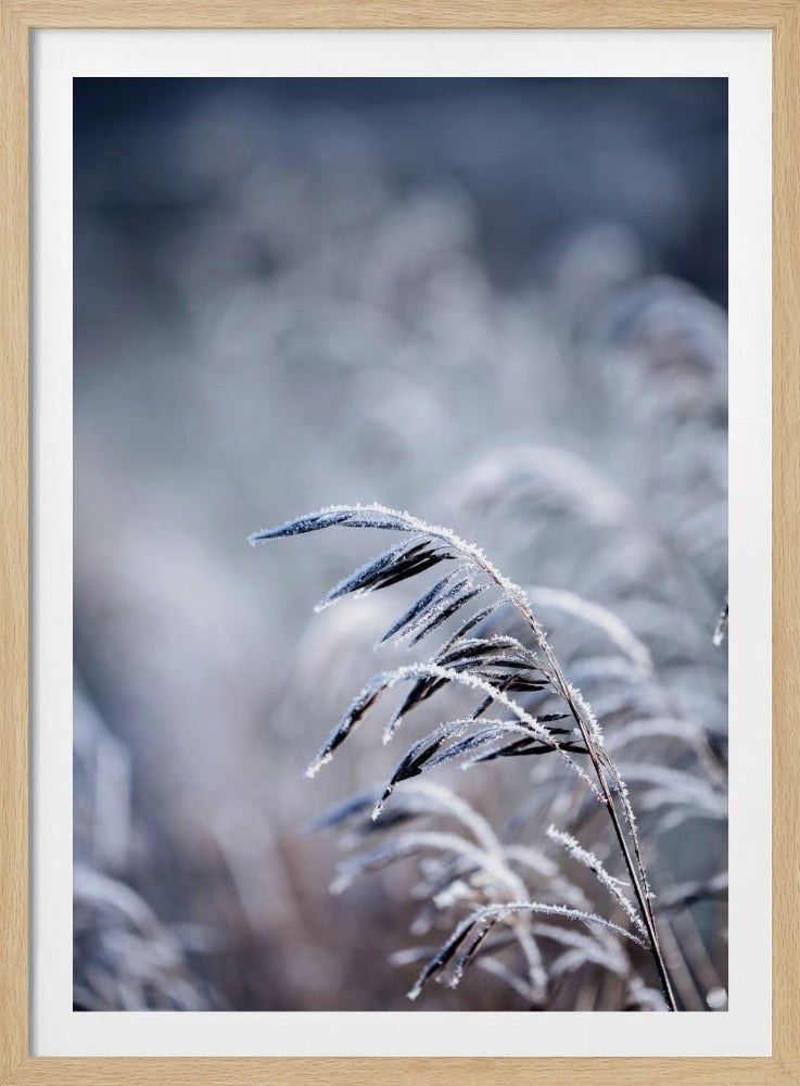 Frostiger Morgen 5 | Poster