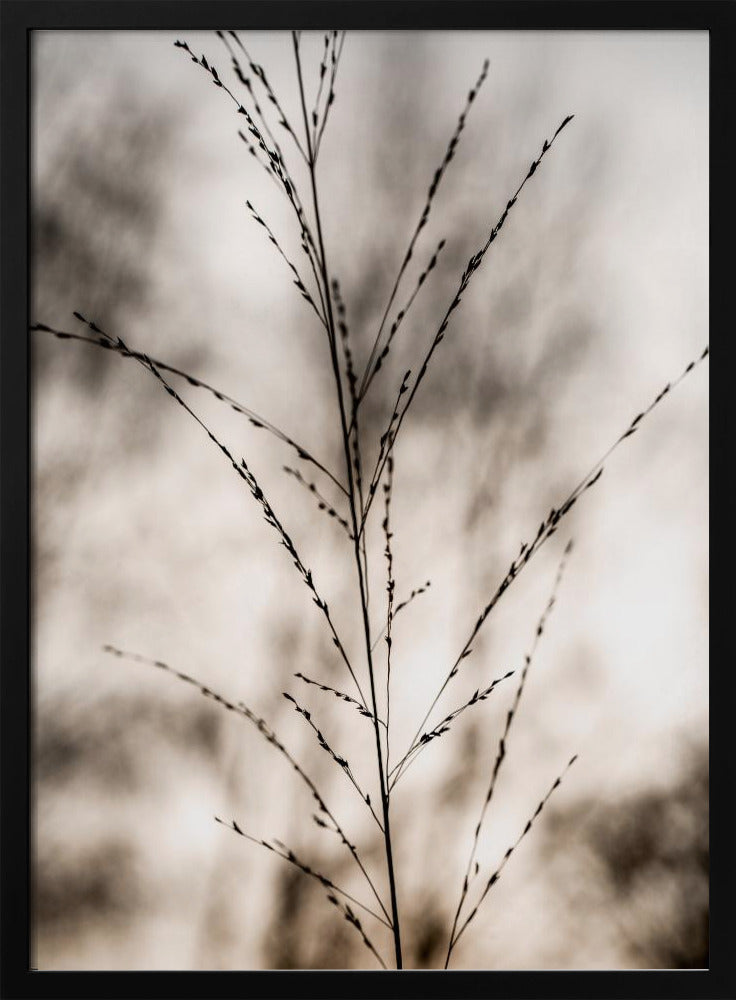 Gras 17 | Poster