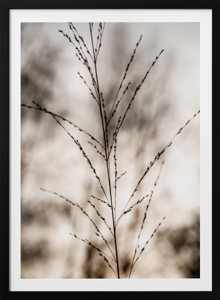 Gras 17 | Poster
