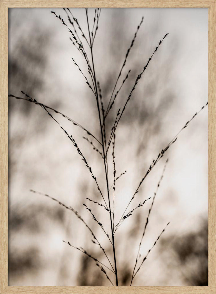 Gras 17 | Poster