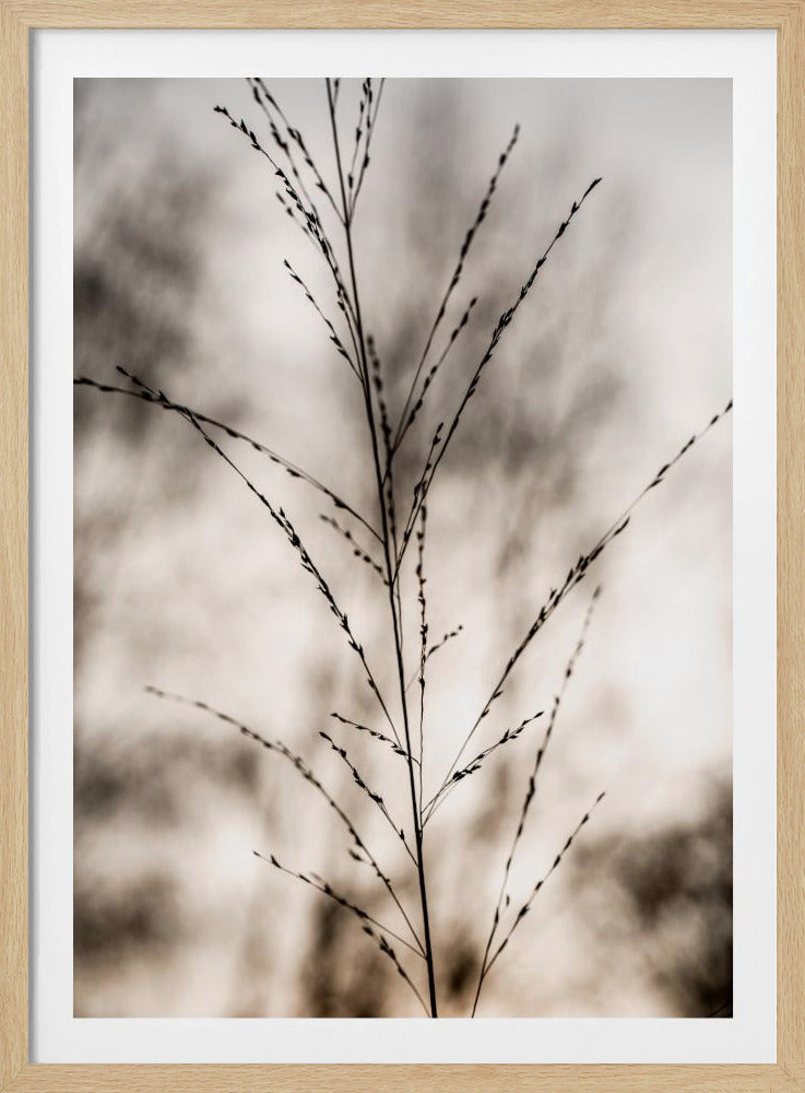 Gras 17 | Poster