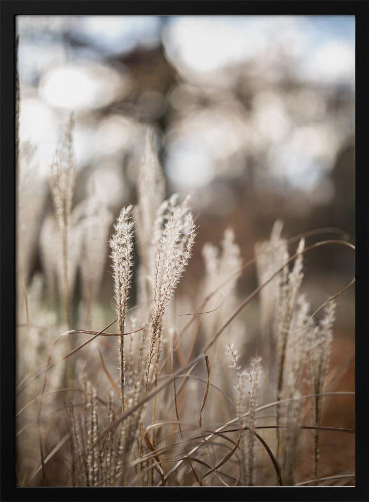 Gras 19 | Poster