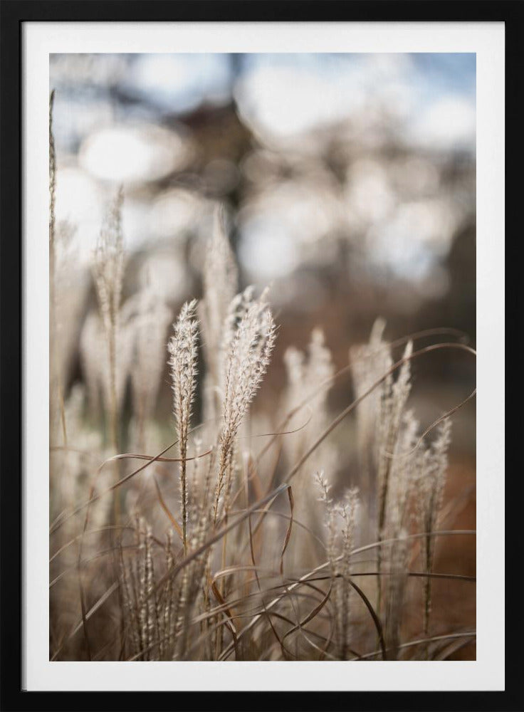 Gras 19 | Poster