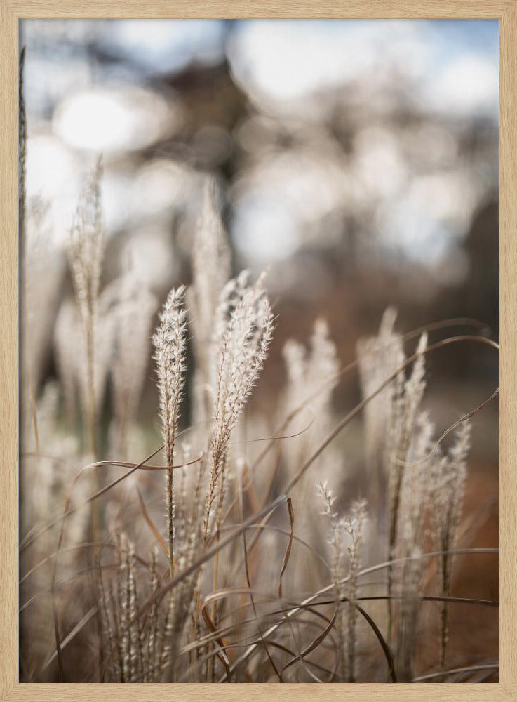Gras 19 | Poster