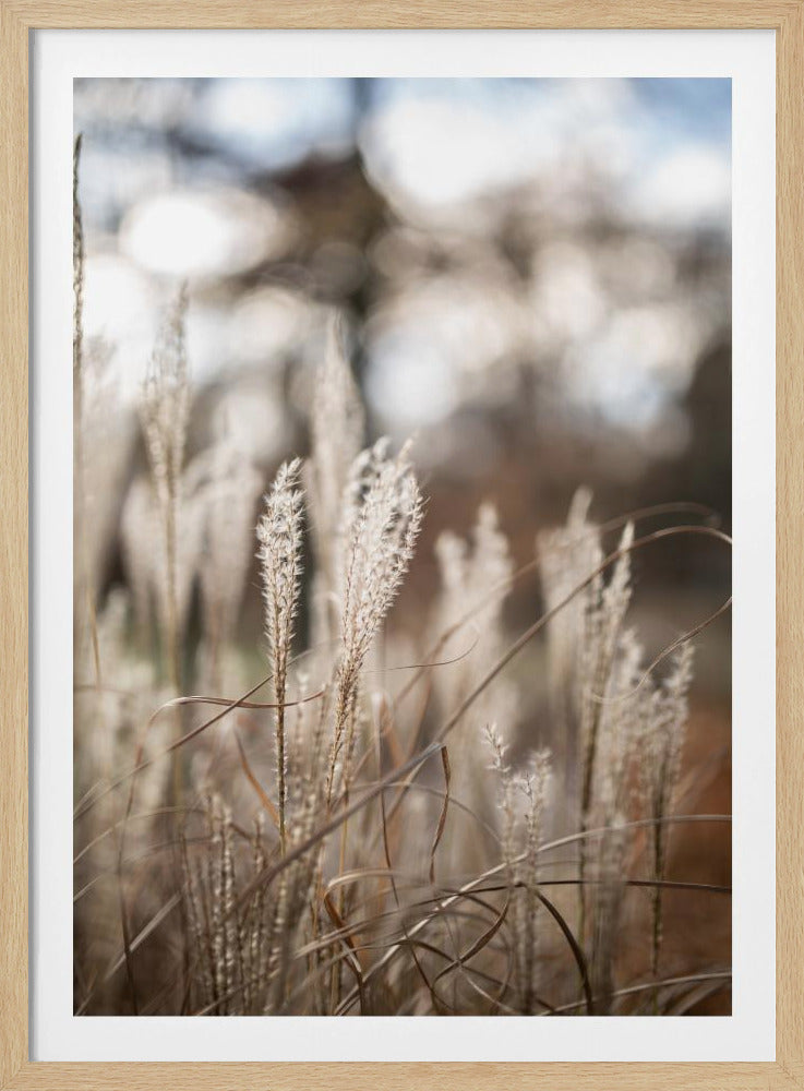 Gras 19 | Poster