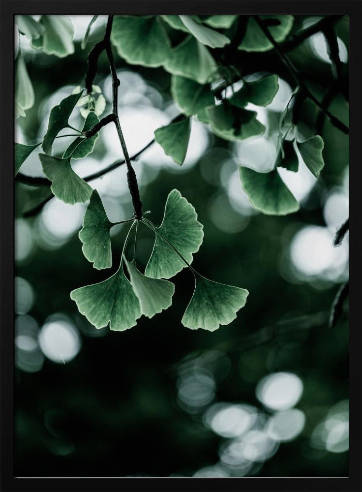 Ginko 1 | Poster