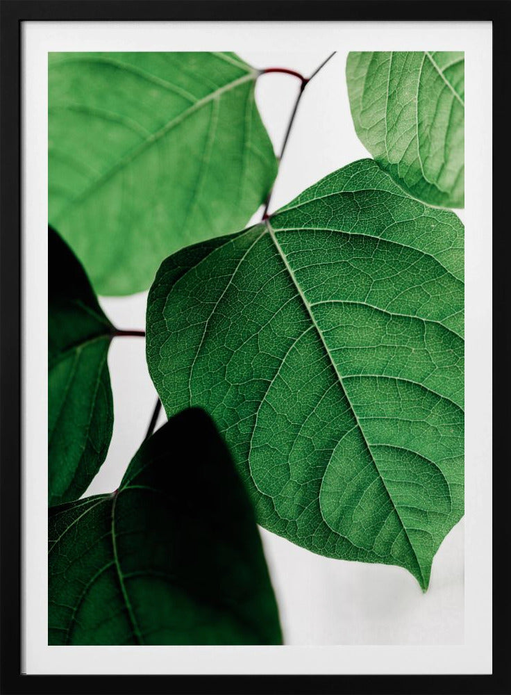 Sommerzweige 2 | Poster