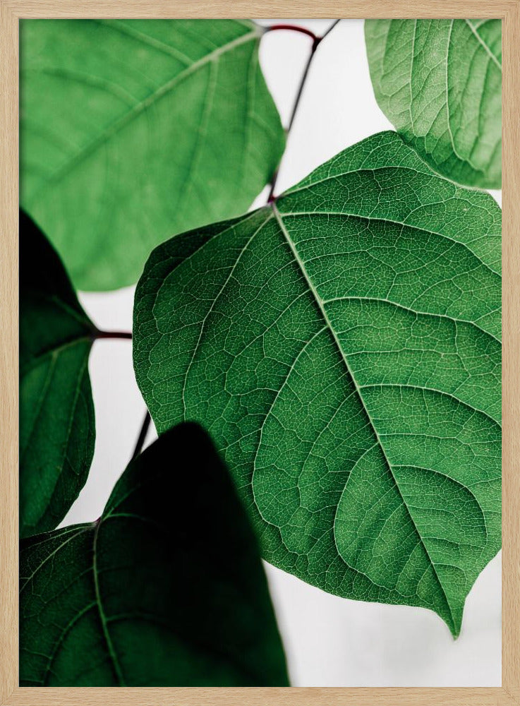 Sommerzweige 2 | Poster