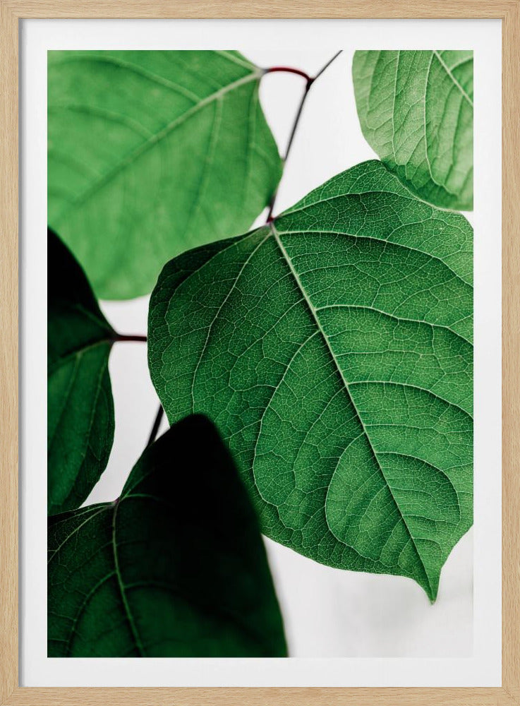 Sommerzweige 2 | Poster