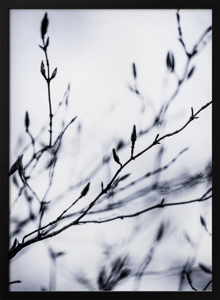 Winterzweige 2 | Poster