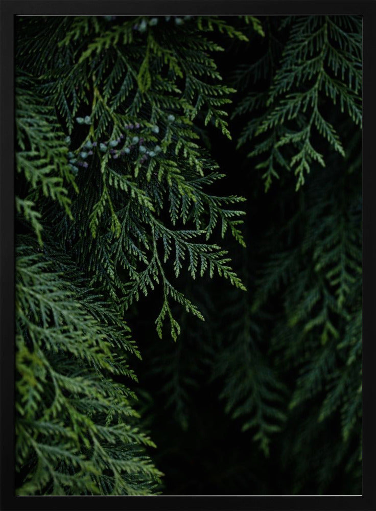 Winterzweige 3 | Poster