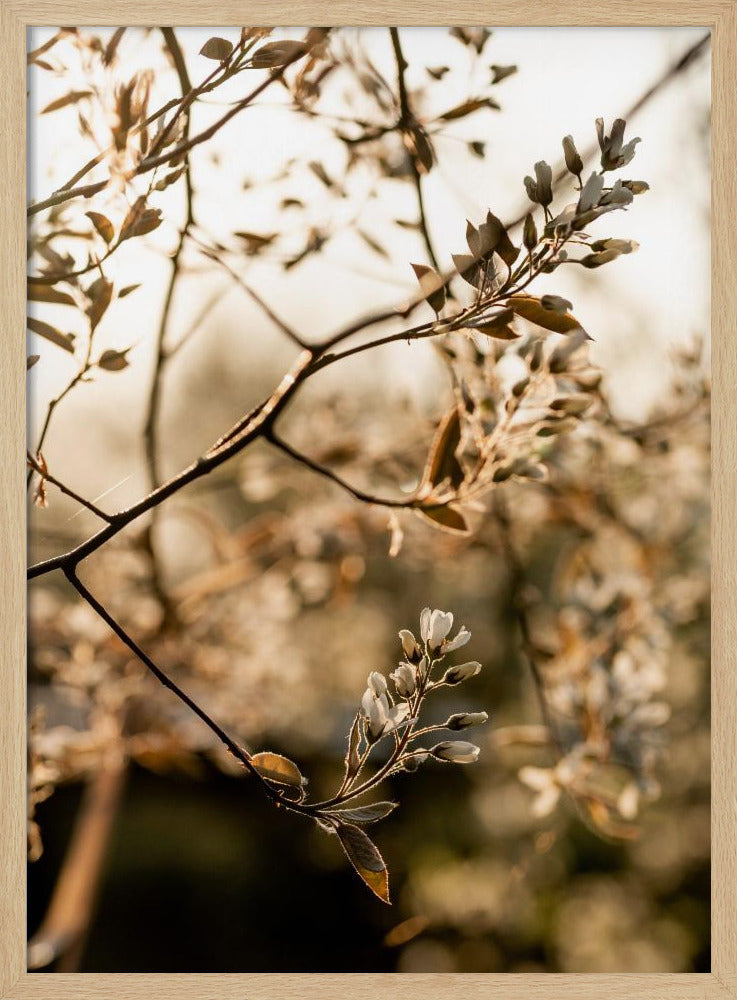 Letzter Frühling 4 | Poster