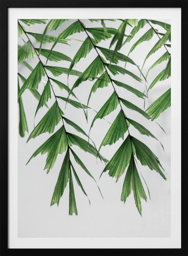 Sommerzweige 3 | Poster
