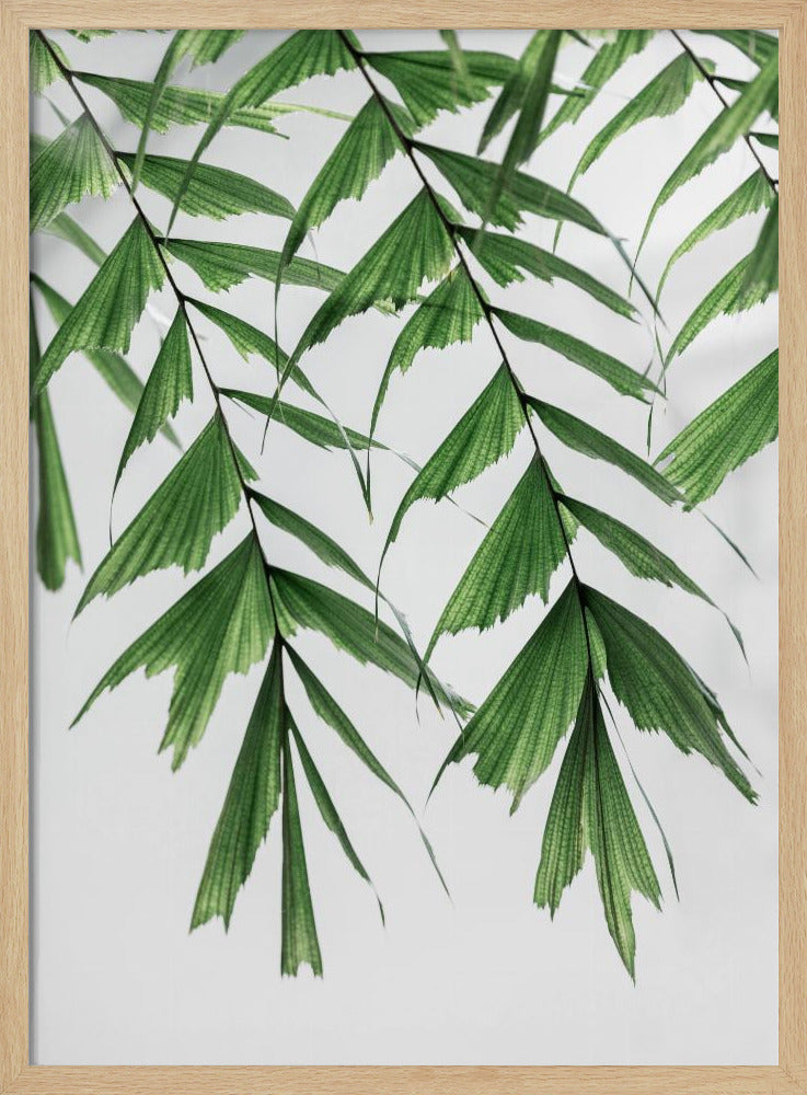 Sommerzweige 3 | Poster