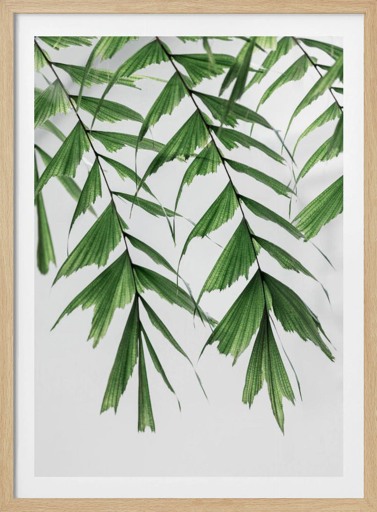 Sommerzweige 3 | Poster