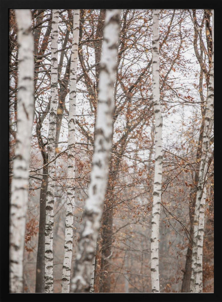 Birken 6 | Poster