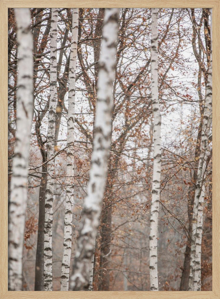 Birken 6 | Poster