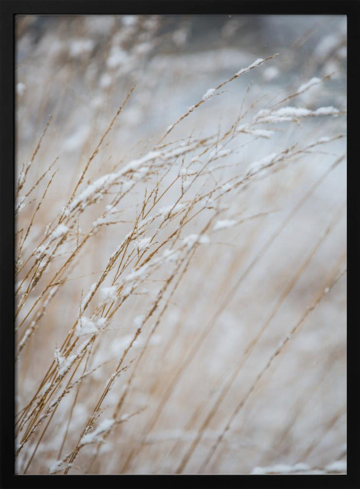 Wintergras | Poster