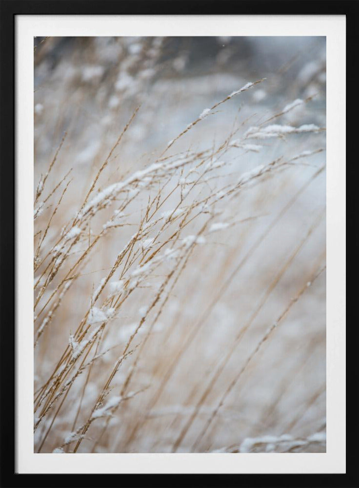 Wintergras | Poster
