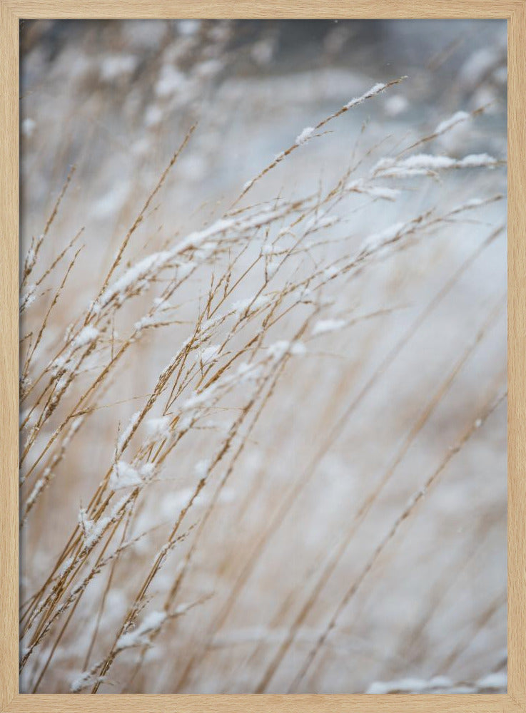 Wintergras | Poster