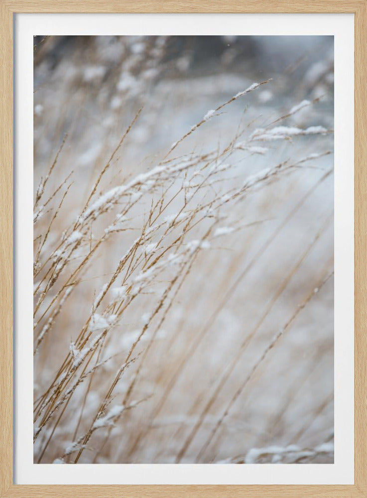 Wintergras | Poster