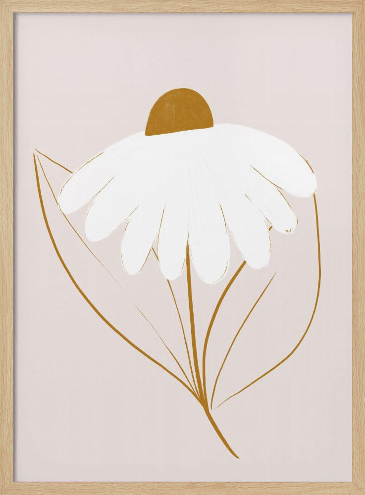 Weißes Gänseblümchen | Poster