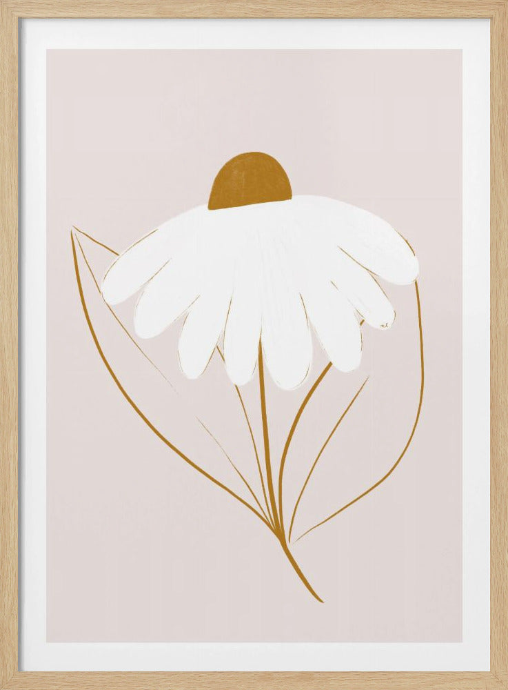 Weißes Gänseblümchen | Poster
