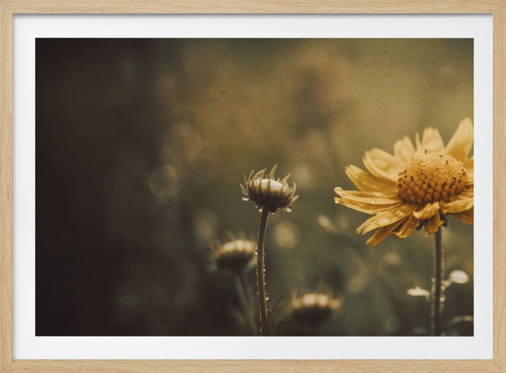 Goldenes Flüstern | Poster