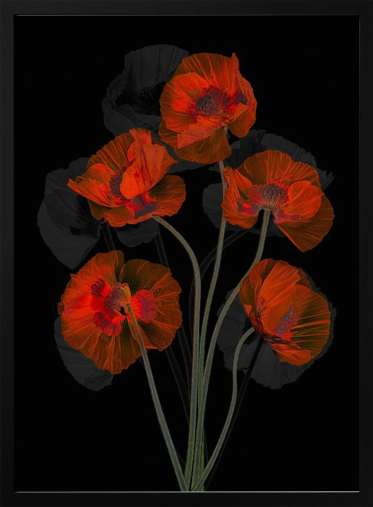Eisiger roter Mohn | Poster