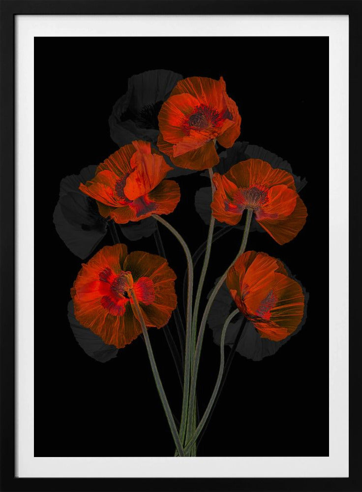 Eisiger roter Mohn | Poster