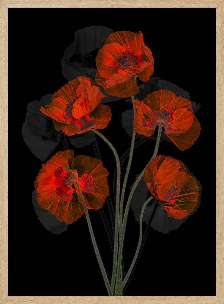 Eisiger roter Mohn | Poster