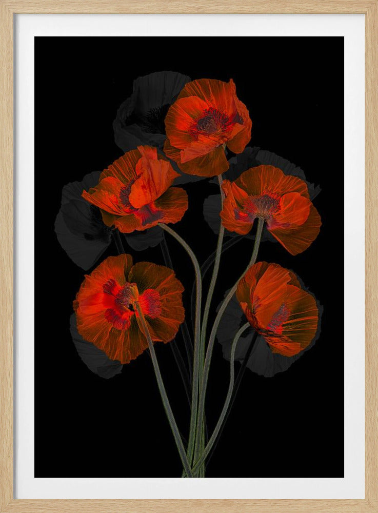 Eisiger roter Mohn | Poster