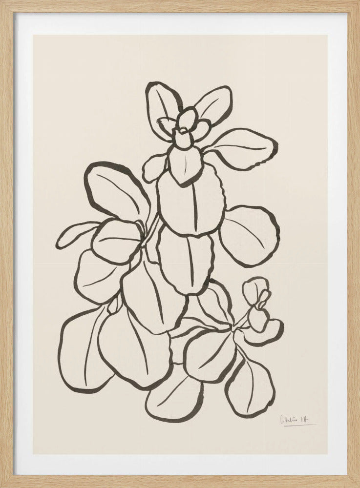 Kalanchoe Pflanze | Poster