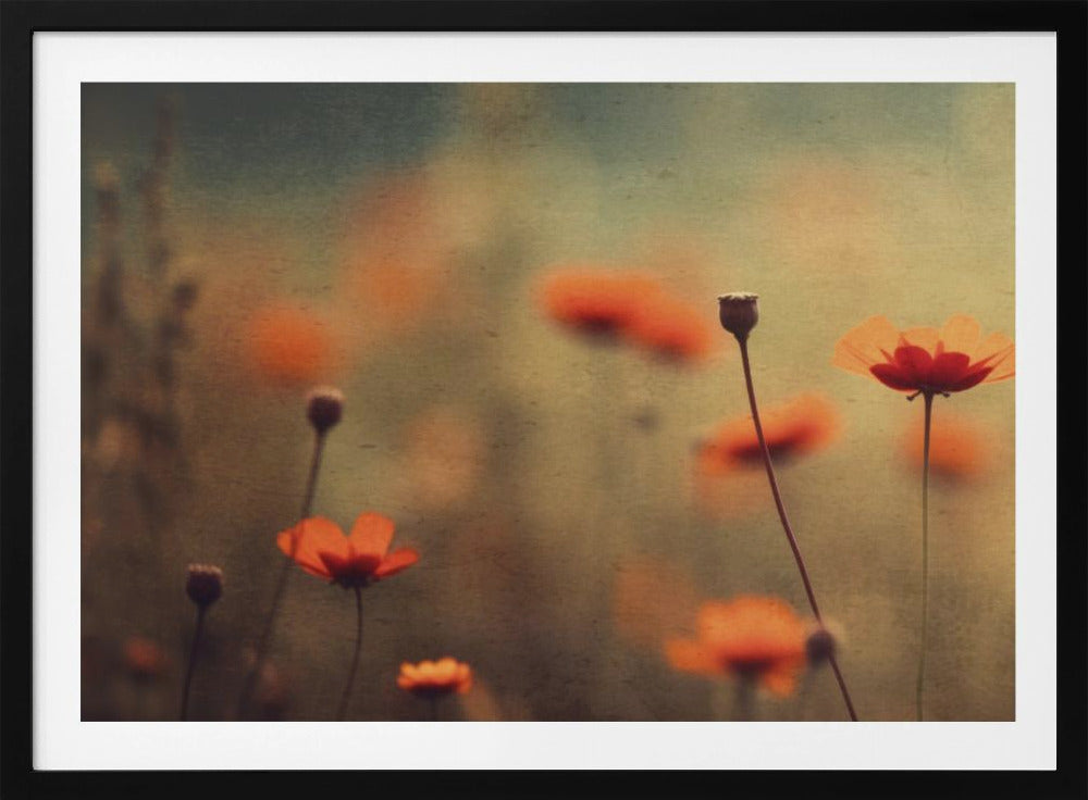 Flüsternde Mohnblumen | Poster