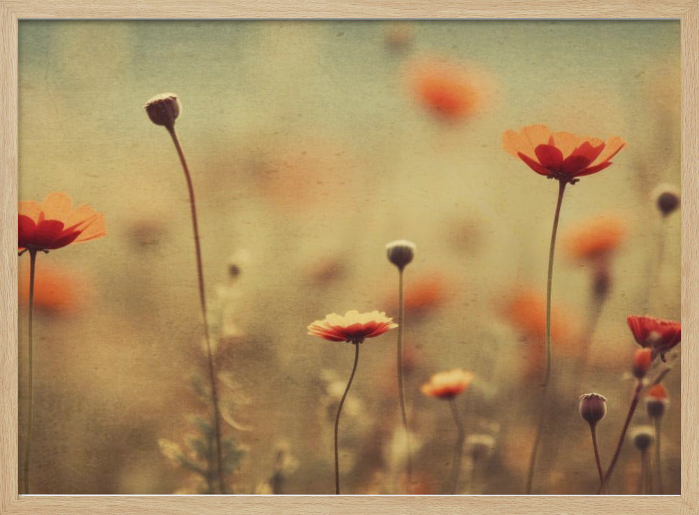 Flüsternde Mohnblumen | Poster