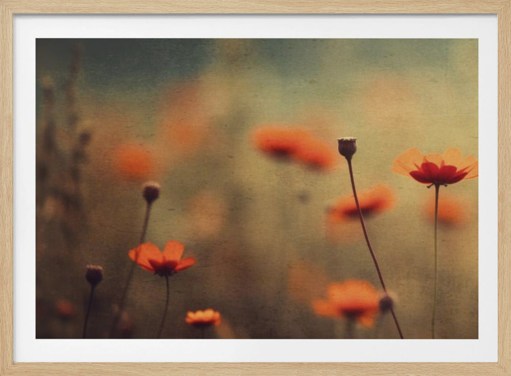 Flüsternde Mohnblumen | Poster