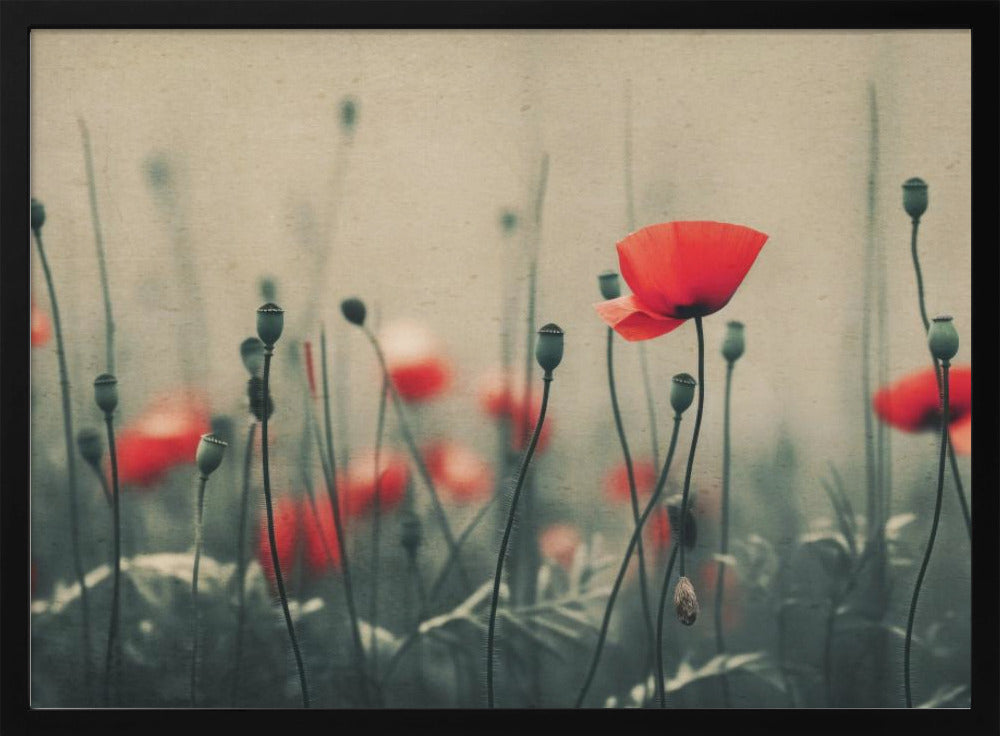 Mohnblumen im Nebel | Poster