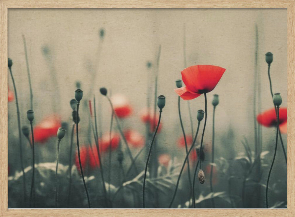 Mohnblumen im Nebel | Poster