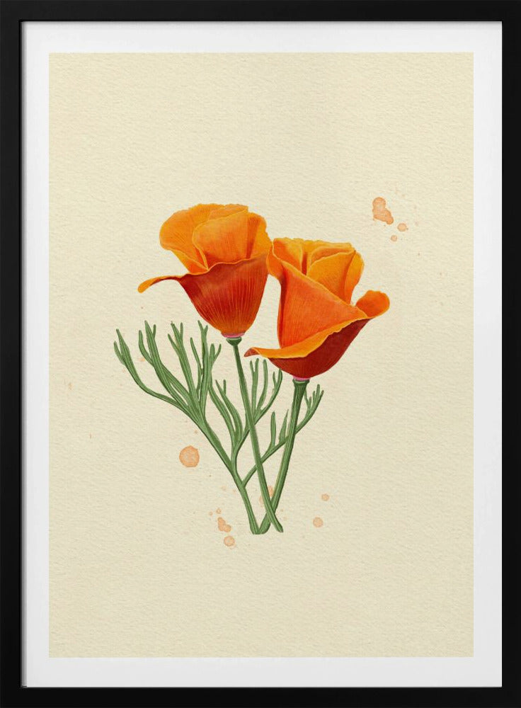 Kalifornischer Mohn | Poster