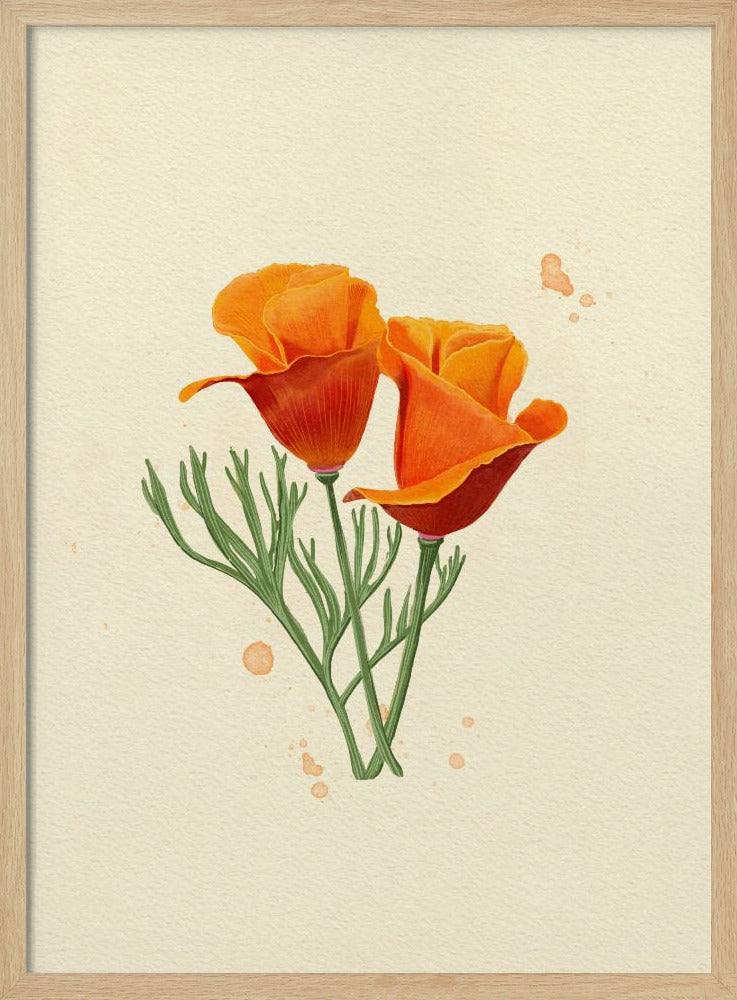 Kalifornischer Mohn | Poster