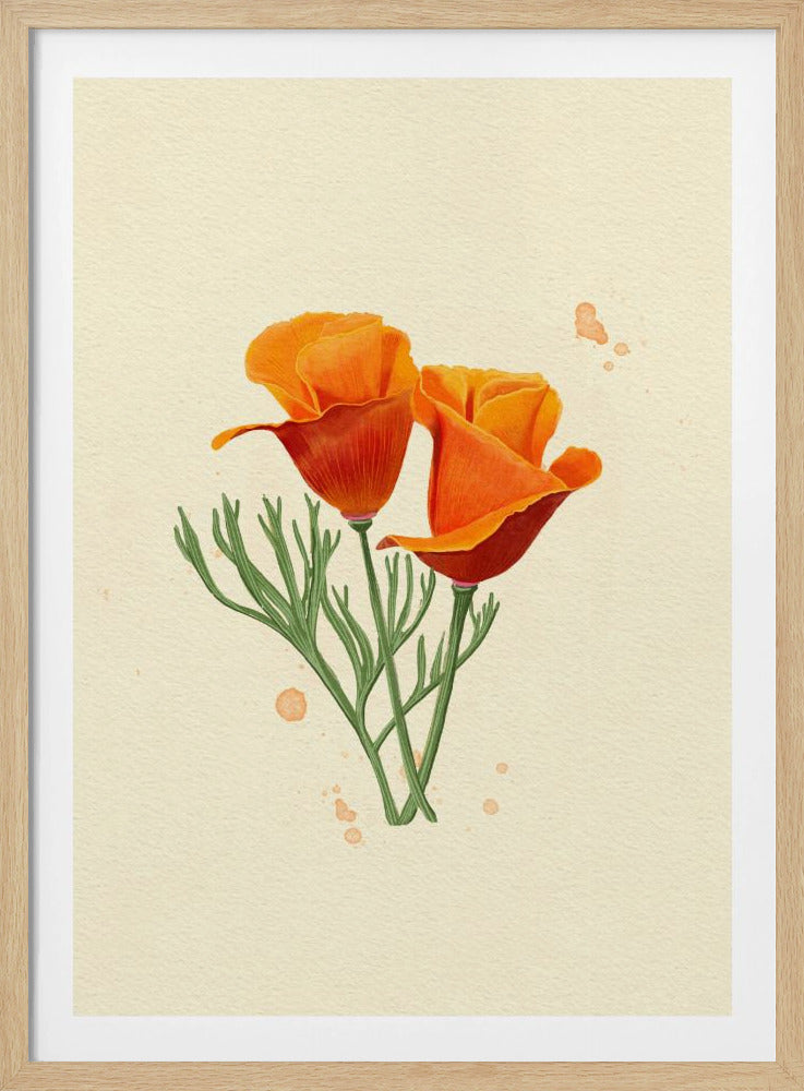 Kalifornischer Mohn | Poster