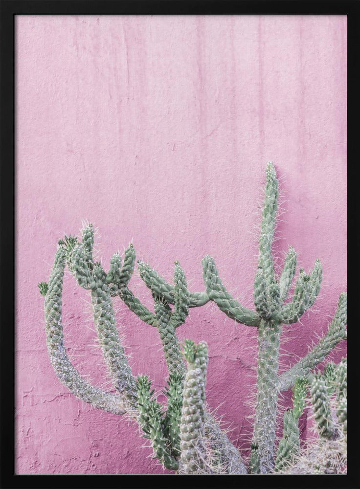 Kaktus auf Rosa | Poster