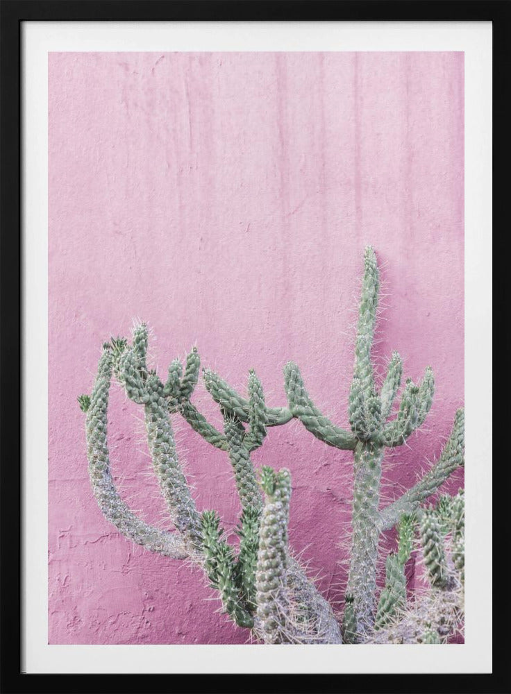Kaktus auf Rosa | Poster
