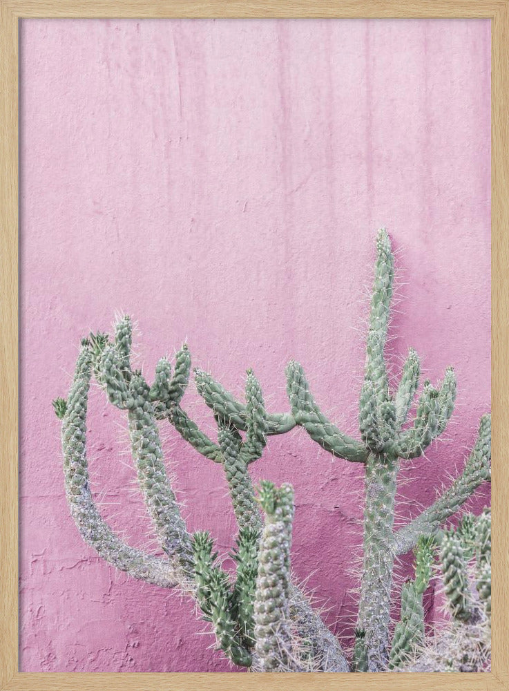 Kaktus auf Rosa | Poster